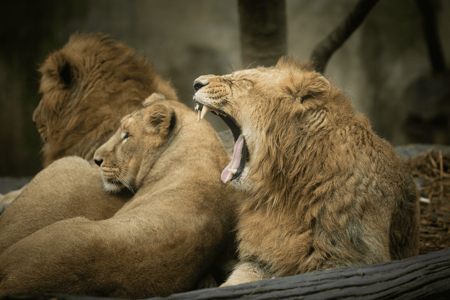 Photo Lions zoo et parc botanique de Mulhouse